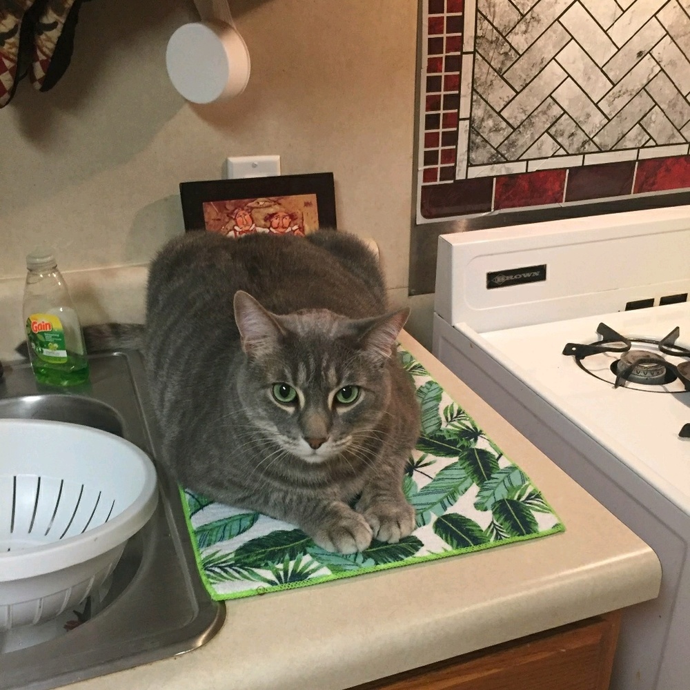 Meet your Posher, Audrey